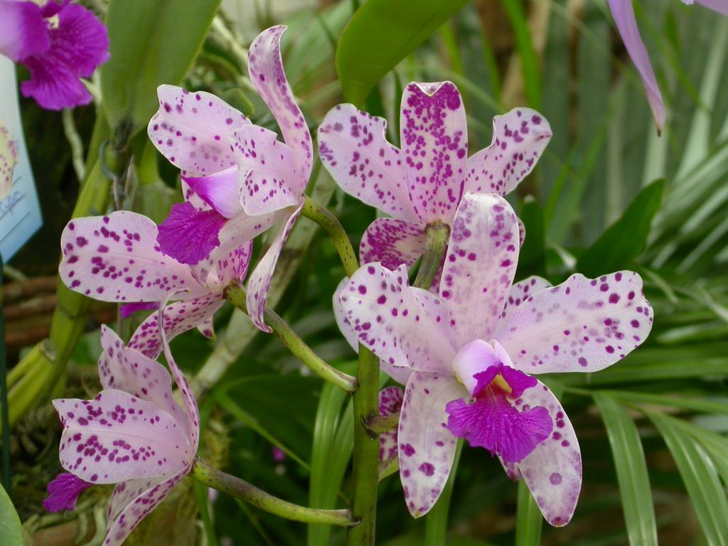 Cát lan - lan hoàng hậu - Cattleya amethystoglossa