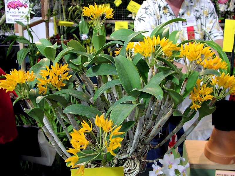 Cát lan - Lan hoàng hậu - Cattleya aurantiaca