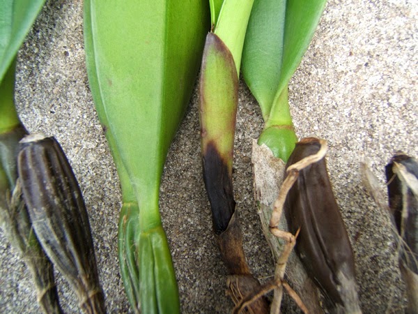 Cattleya bị thối đen thân