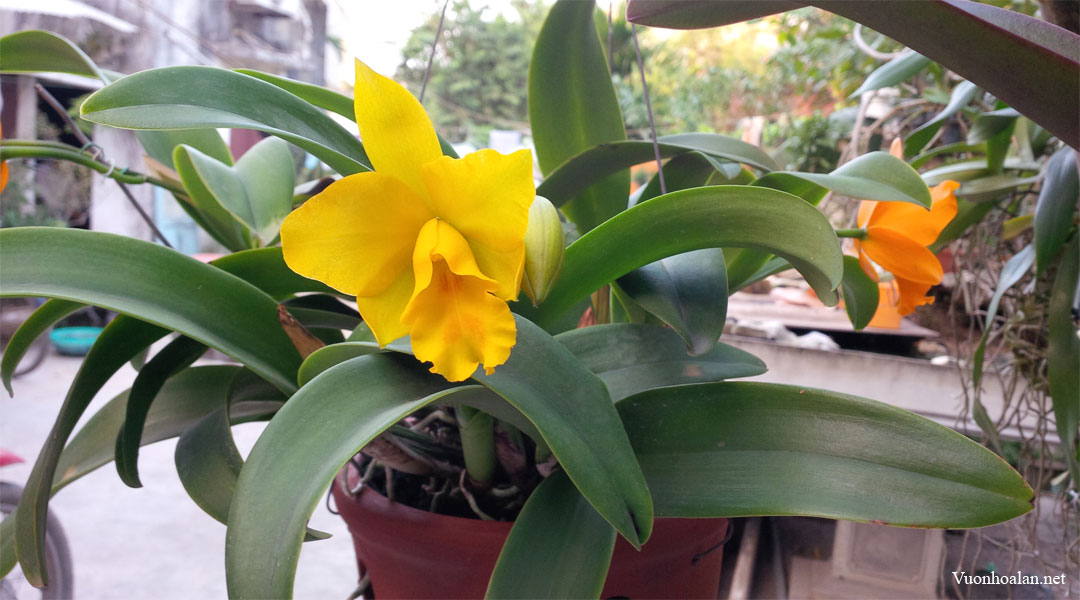 Cattleya