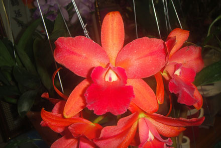 Blc.Tee seng well bty.x Varut star track