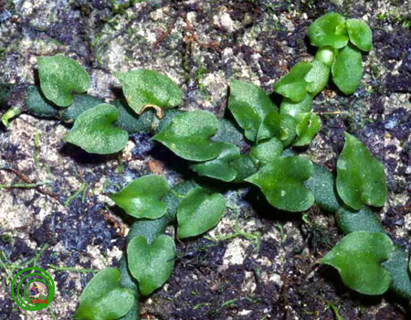 Lan ti trụ xẻ bò - Cheirostylis serpens