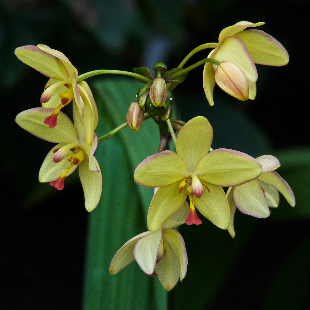 Chu đỉnh vàng - spathiglottis plicata