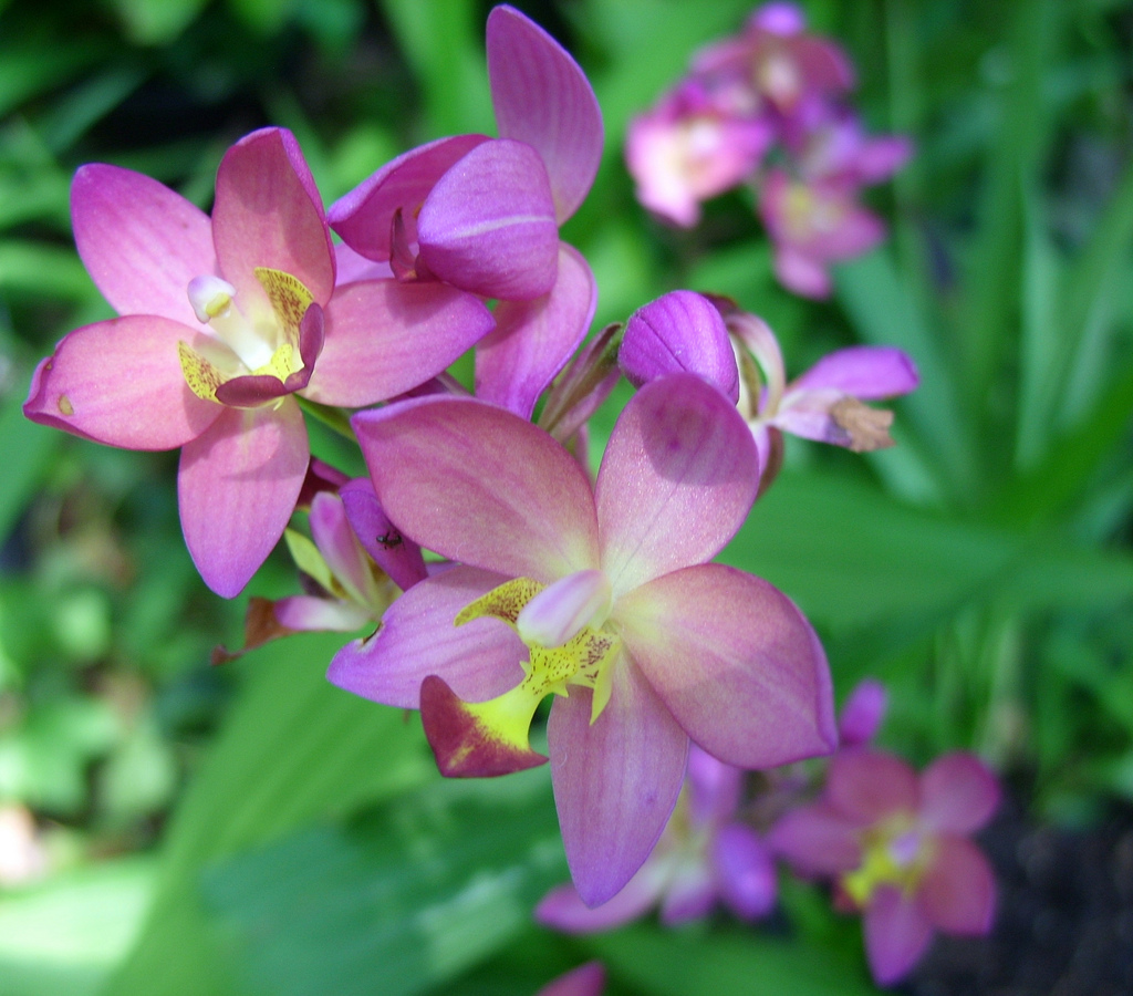 Lan Cau - lan chu đỉnh - spathiglottis-plicata