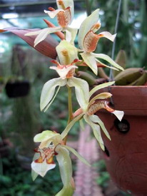 Thanh đạm hai màu - Coelogyne dichroantha Gagnep