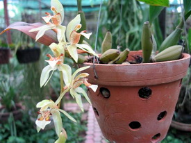 Thanh đạm hai màu - Coelogyne dichroantha Gagnep