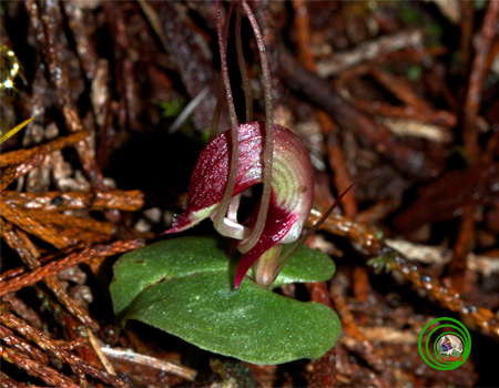 Lan corybas trung bộ - Corybas annamensis