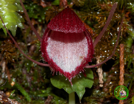 Lan corybas trung bộ - Corybas annamensis