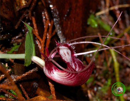 Lan corybas trung bộ - Corybas annamensis