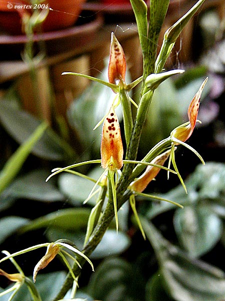 Lan vòi ẩn nhện - Cryptostylis arachnites