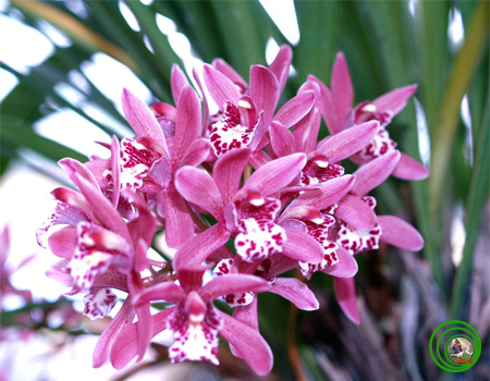 Lan kiếm hồng hoàng - Cymbidium iridioides