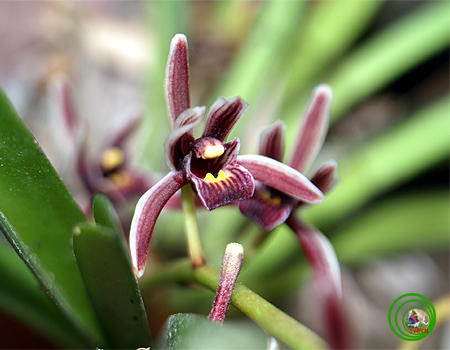 Lan kiếm lô hội - Cymbidium aloifolium