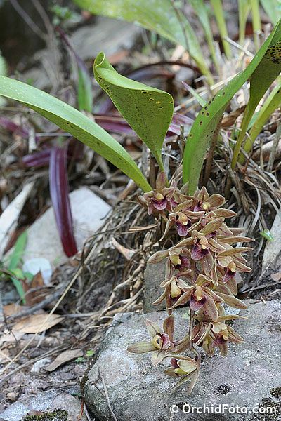 Lan kiếm gấm ngũ hổ - Cymbidium devonianum