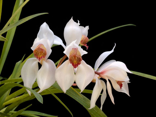 Lan kiếm trắng - Cymbidium erythrostylum