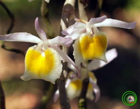 Hoàng thảo xinh xinh - Dendrobium loddigesii