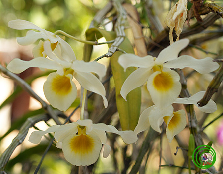 Dendrobium nobile var alboluteum