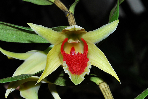 Hoàng thảo Thanh hạc - Dendrobium suzukii