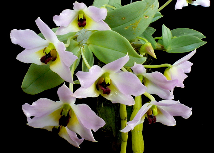 Hoàng thảo lưỡi tím - Dendrobium trantuanii