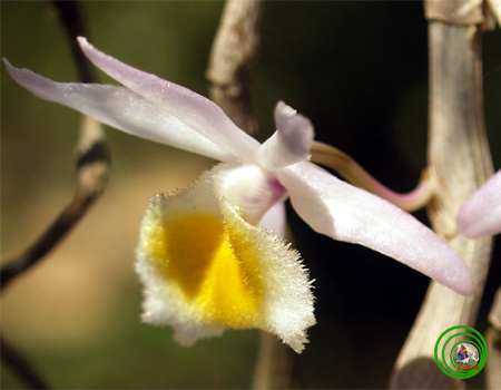 Hoàng thảo xinh xinh - Dendrobium loddigesii