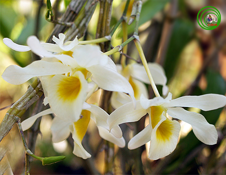 Hoàng thảo gia lu -  Dendrobium nobile var. alboluteum