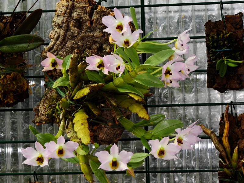 Hoàng thảo lưỡi tím - Dendrobium trantuanii