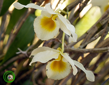 Hoàng thảo gia lu -  Dendrobium nobile var. alboluteum