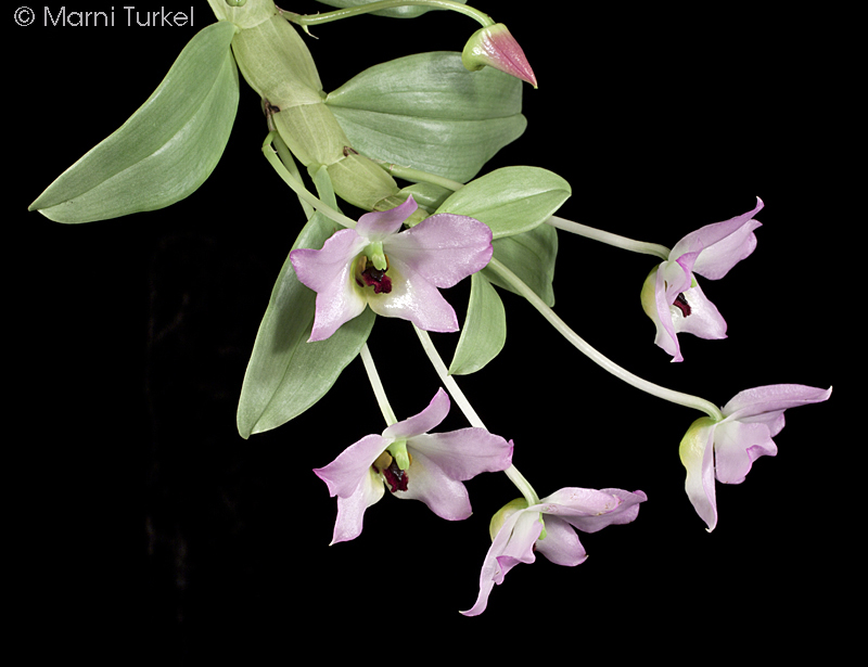Hoàng thảo lưỡi tím - Dendrobium trantuanii