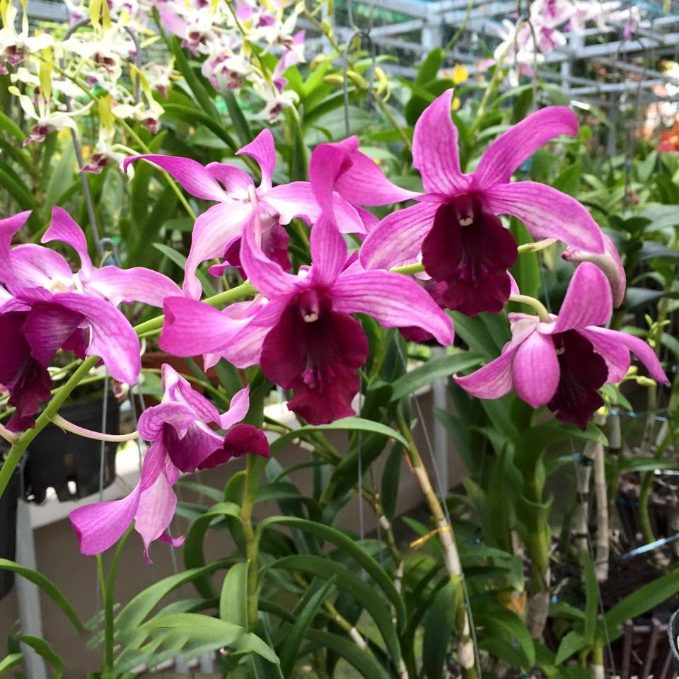 How to take care of dendro orchids for beautiful blooming flowers