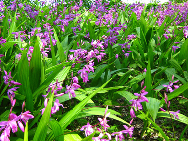 Địa lan Bạch cập - Rhizoma Bletilla