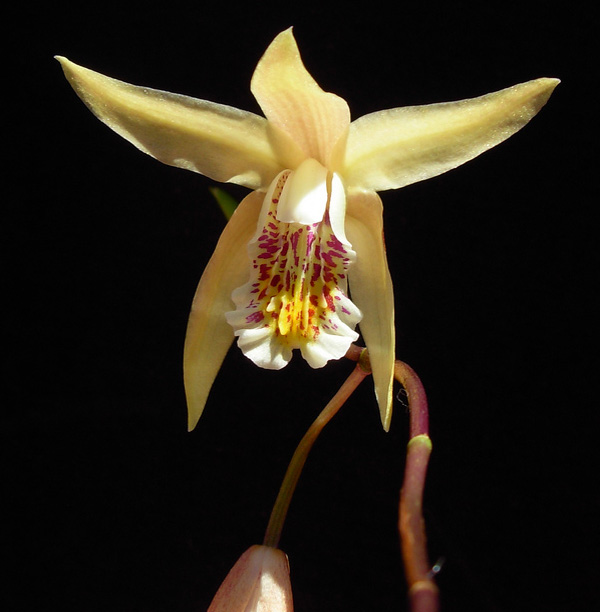 Địa lan Bạch Cập - Bletilla ochracea