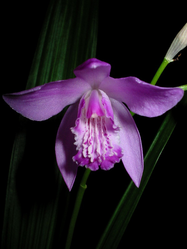 Địa lan Bạch Cập - Bletilla ochracea