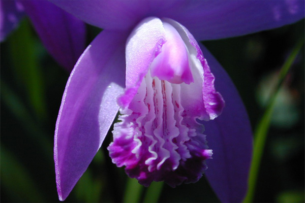 Địa lan Bạch cập - Bletilla striata