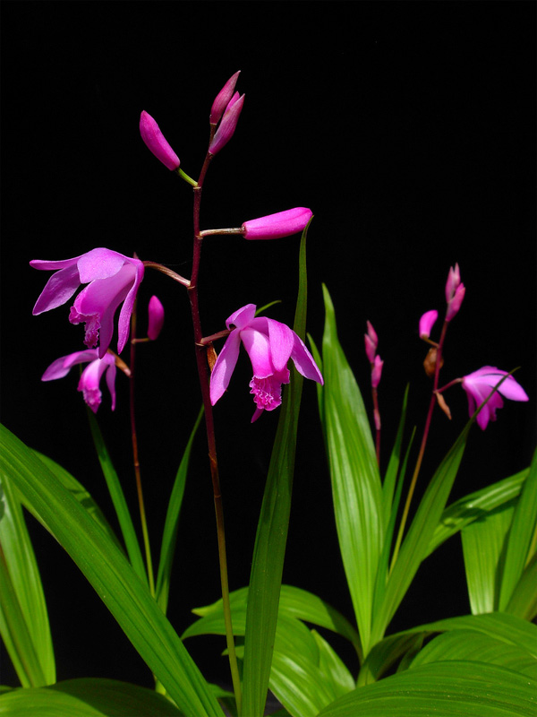 Địa lan Bạch cập - Rhizoma Bletilla