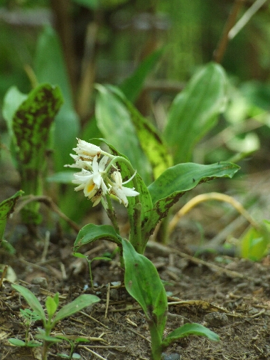 Geodorum cochinchinense - Lan đất nam bộ