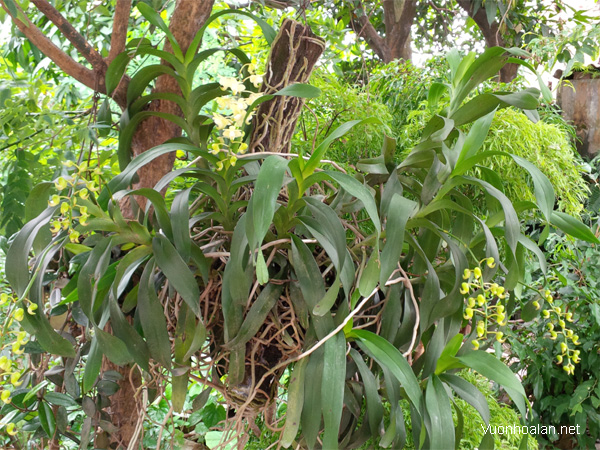 Lan giáng hương thơm - quế lan hương Aerides Odorata