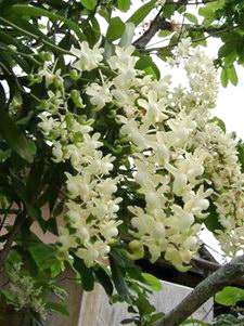 Giáng hương thơm Aerides odorata var alba