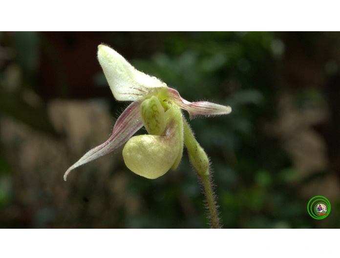 Lan Hài cảnh - Paphiopedilum canhii