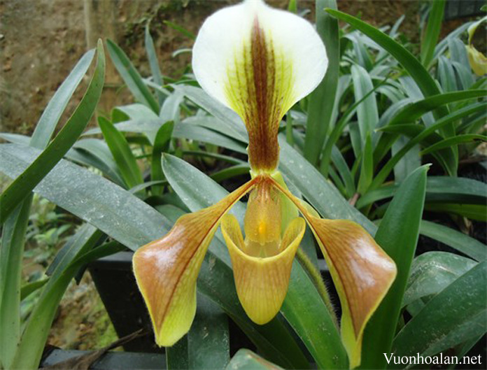 Lan Hài Kim - Paphiopedilum villosum