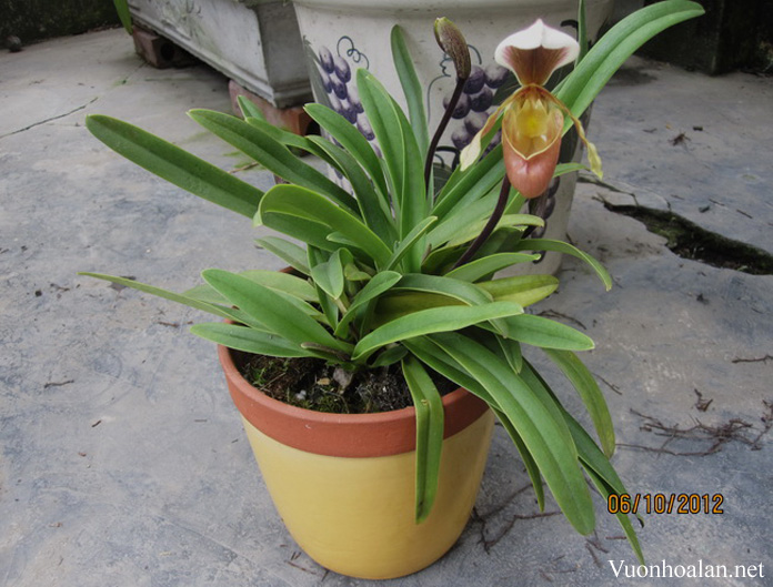 Lan hài lục - Paphiopedilum barbigerum