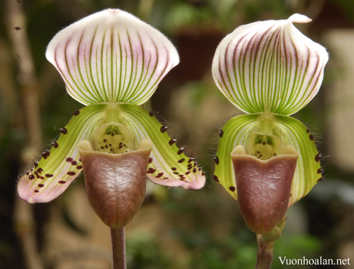 Lan hài vân Paphiopedilum callosum