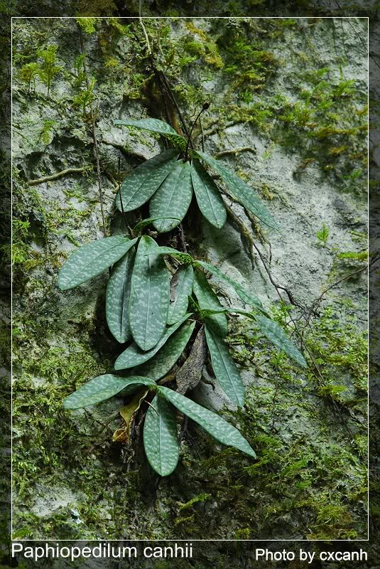 Lan Hài cảnh - Paphiopedilum canhii