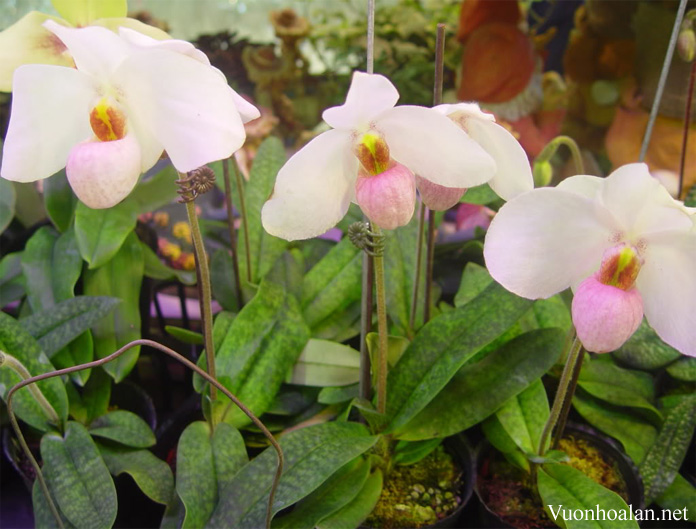 Lan hài đỏ - Paphiopedilum delenatii