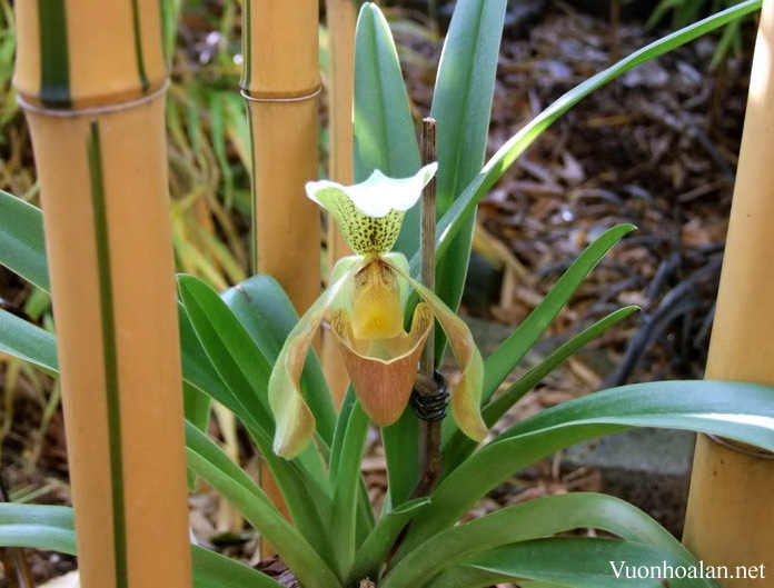 Lan Hài Kim - Paphiopedilum villosum