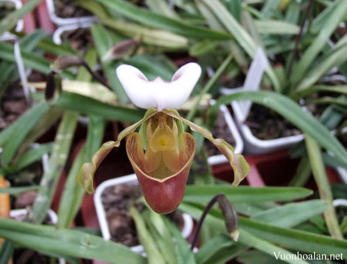 Lan hài lục - Paphiopedilum barbigerum