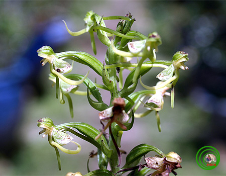 Lan kiến cò trung bộ - Habenaria tonkinensis