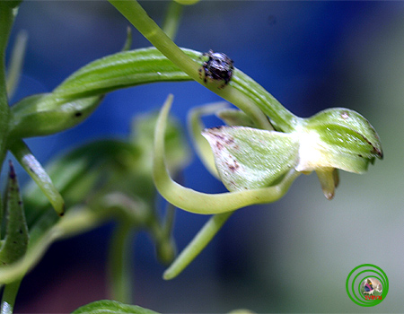 Lan kiến cò trung bộ - Habenaria tonkinensis