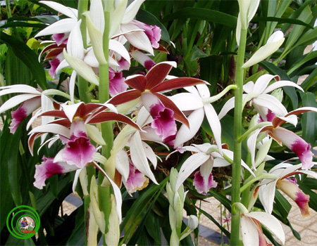 Phaius tankervilleae - Lan Hạc đính nâu