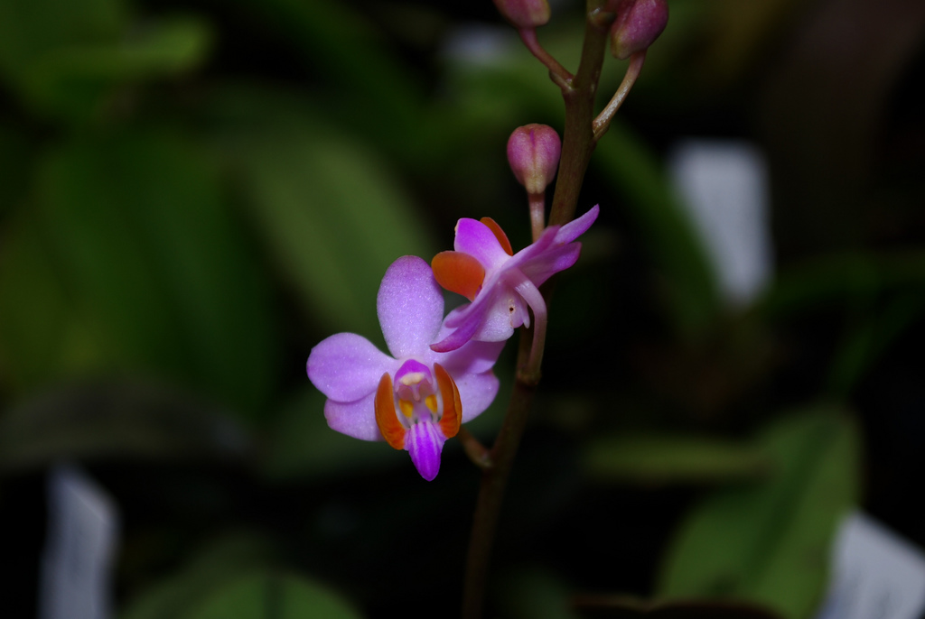 Purple jasmine - Doritis pulcherrima