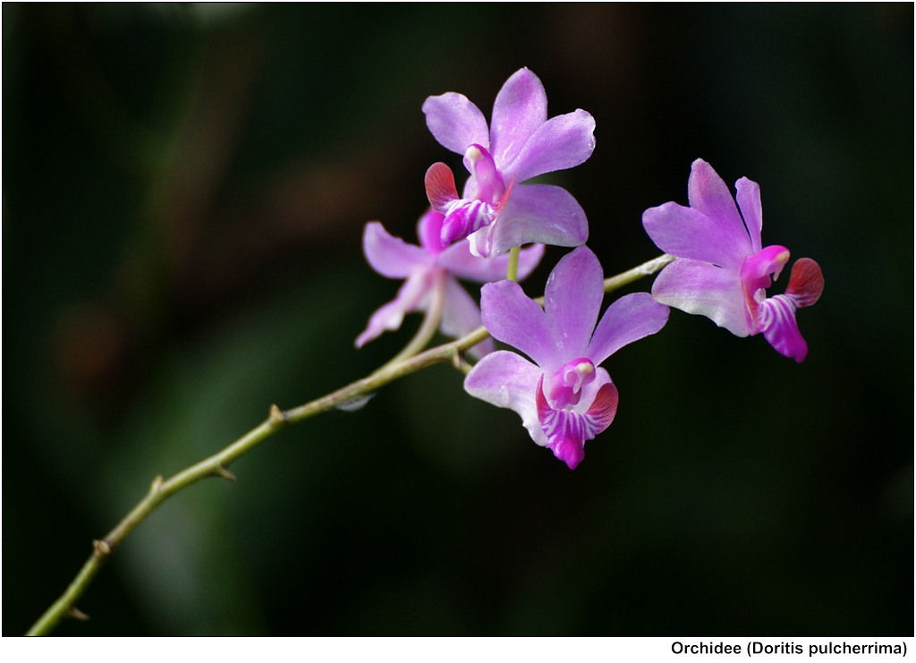 Some experience to grow better orchids Ho Diep