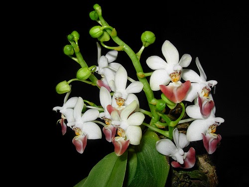 Phalaenopsis lobbii Rchob. f - Hồ điệp rừng
